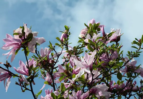 Magnolia Drzewo Kwiecie Spring — Zdjęcie stockowe