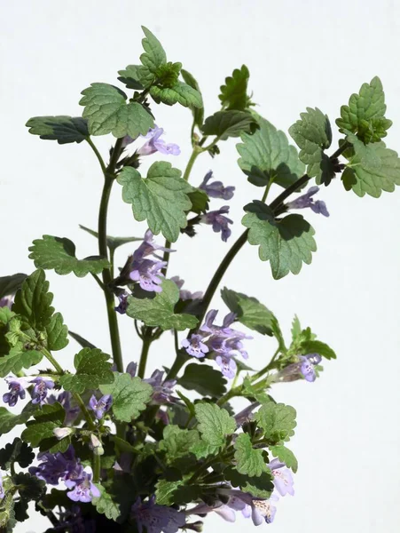 Gemahlenes Efeu Wildkraut Mit Fliederblüten — Stockfoto