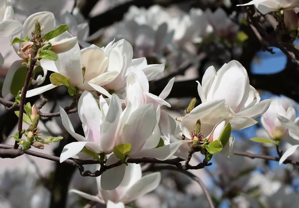 Drzewo Magnolii Całkiem Dużymi Kwiatami — Zdjęcie stockowe