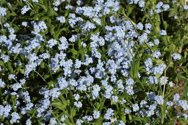 Modré Květiny Zapomenu Rostliny Louce — Stock fotografie