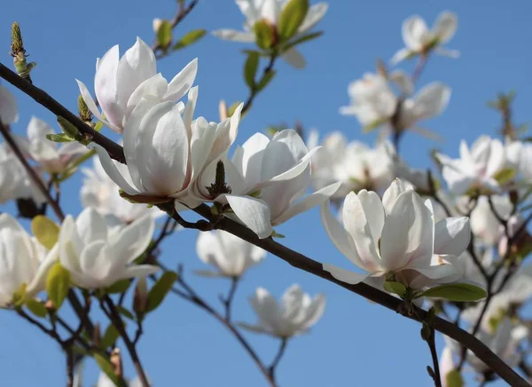 Drzewo Magnolii Całkiem Dużymi Kwiatami — Zdjęcie stockowe