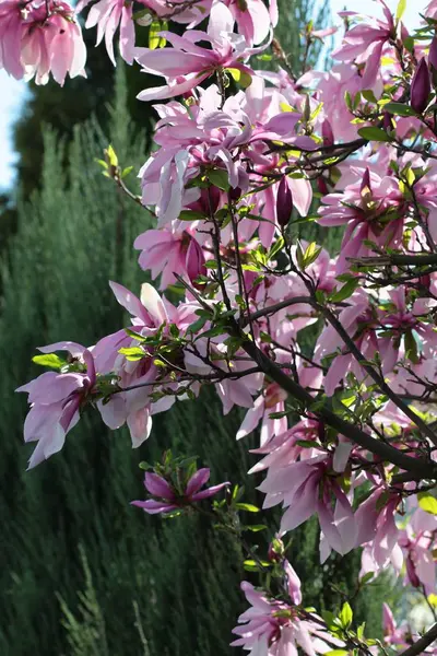 Magnolia Träd Med Ganska Stora Blommor — Stockfoto