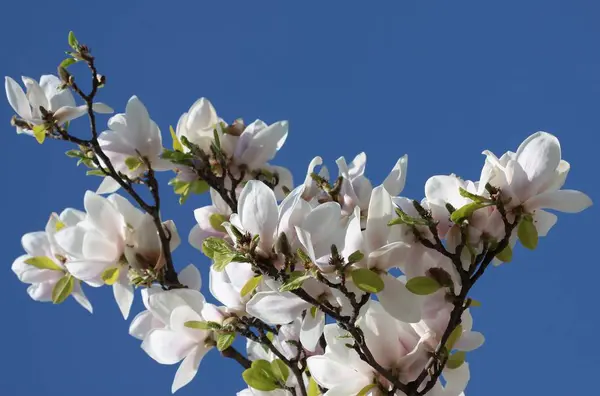 Árbol Magnolia Con Flores Bastante Grandes — Foto de Stock