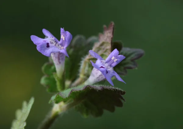 Fiori Lilla Erba Edera Macinata Che Fiorisce — Foto Stock