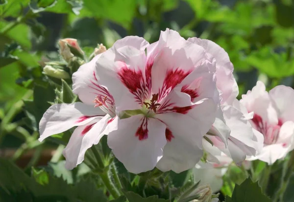Hübsche Blumen Der Geranien Topfpflanze — Stockfoto