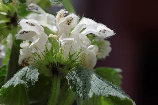 Döda Nettle Ört Med Vita Blommor — Stockfoto