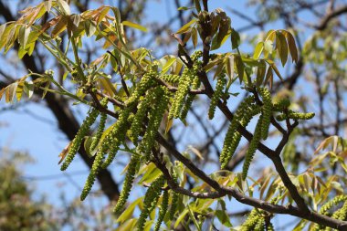 ilkbaharda açan ceviz ağacı