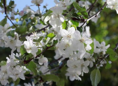 meyve bahçesindeki elma ağacının beyaz çiçekleri