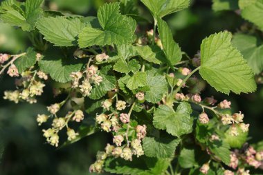 kuş üzümü meyve çalı çiçekleri yakın