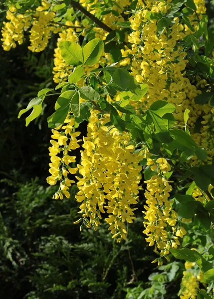 Обыкновенное Дерево Жёлтыми Цветами — стоковое фото