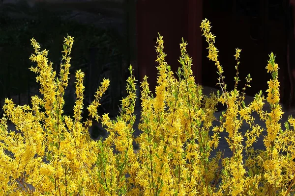 Buisson Forsythia Aux Fleurs Jaunes — Photo