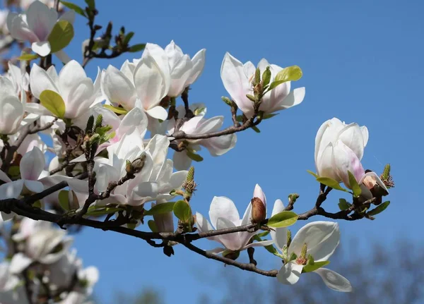 Magnolia Drzewa Wwith Różowe Kwiaty — Zdjęcie stockowe