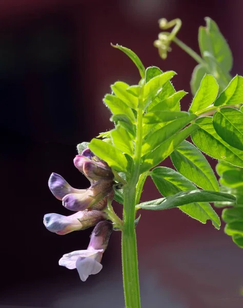 Lila Fleurs Vesce Plante Grimpante — Photo