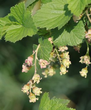 kuş üzümü meyve çalı çiçekleri yakın