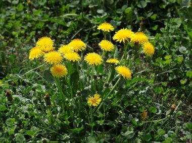 ilkbaharda çiçek açan karahindiba bitkileri