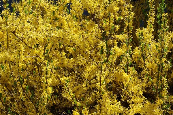 Arbusto Forsythia Con Flores Amarillas —  Fotos de Stock