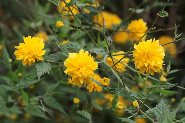 Κίτρινα Άνθη Της Κερριάς Japonica — Φωτογραφία Αρχείου