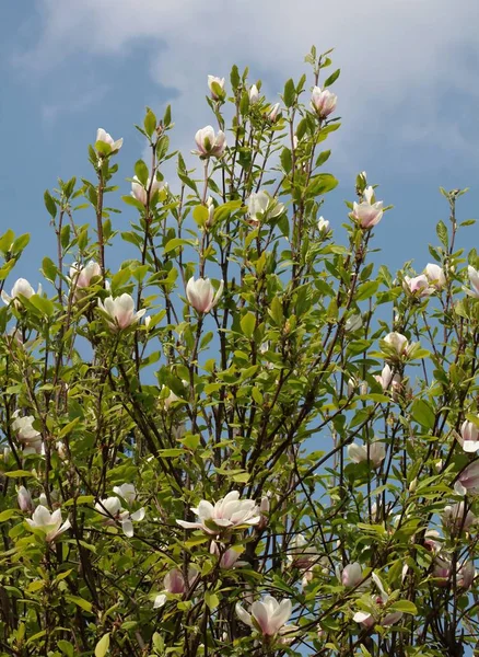 Árbol Magnolia Con Inundaciones Rosadas — Foto de Stock