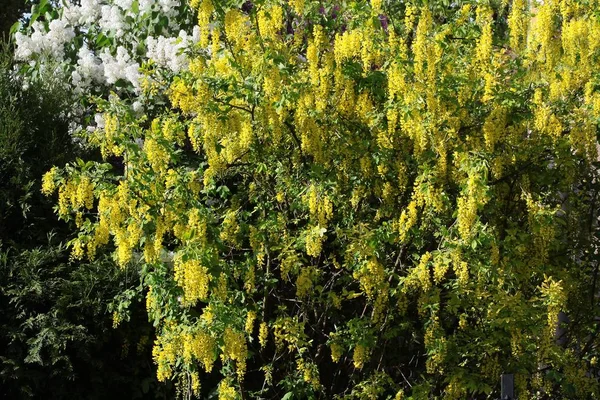 Árvore Laburnum Comum Com Flores Amarelas — Fotografia de Stock