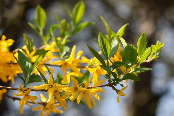 Forsythie Strauch Mit Gelben Blüten Aus Nächster Nähe — Stockfoto