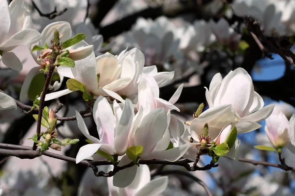 Albero Magnolia Con Fiori Rosa — Foto Stock