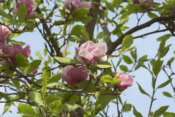 Drzewo Magnolii Różowym Floowers — Zdjęcie stockowe