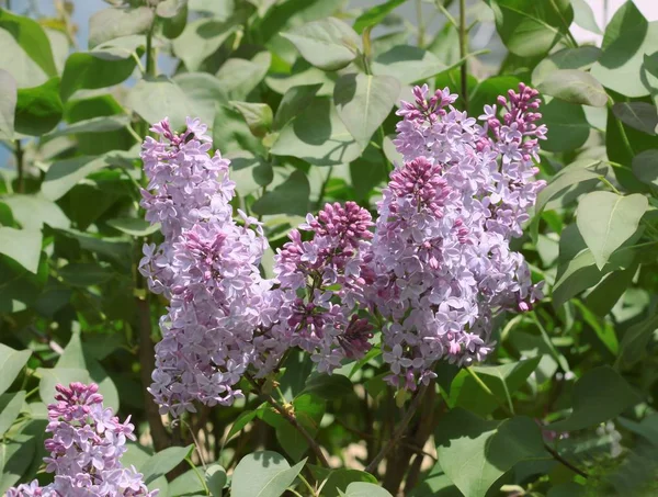 Cespuglio Lilla Fiore Primavera — Foto Stock