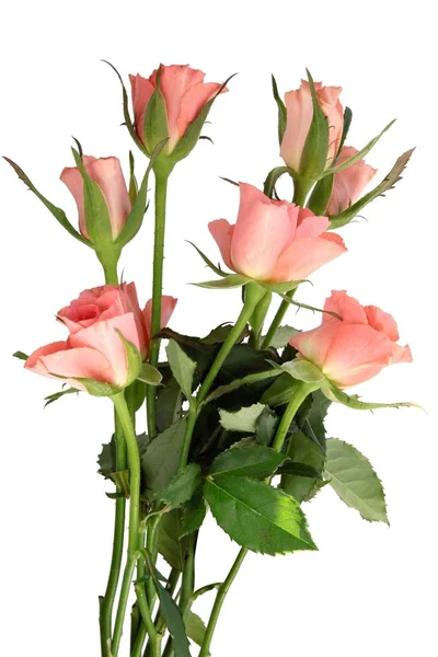 Pink Roses Close — Stock Photo, Image