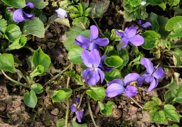 甘い紫色の春の植物のライラの花 — ストック写真