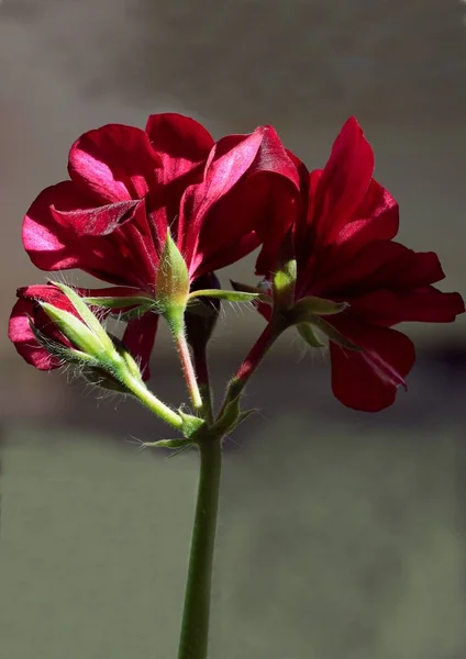 Krásná Fialová Květinka Geraniové Květinárny — Stock fotografie