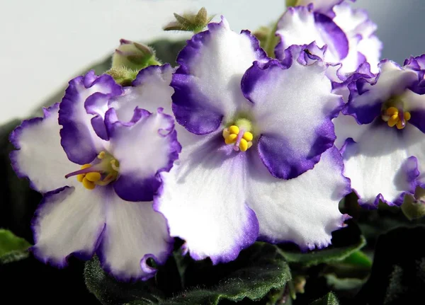 Lila Flores Blancas Saintpaulia Maceta — Foto de Stock