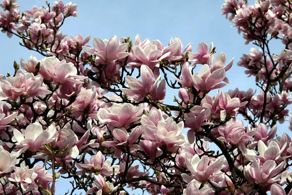 Rosa Blommor Magnoliaträd Våren — Stockfoto