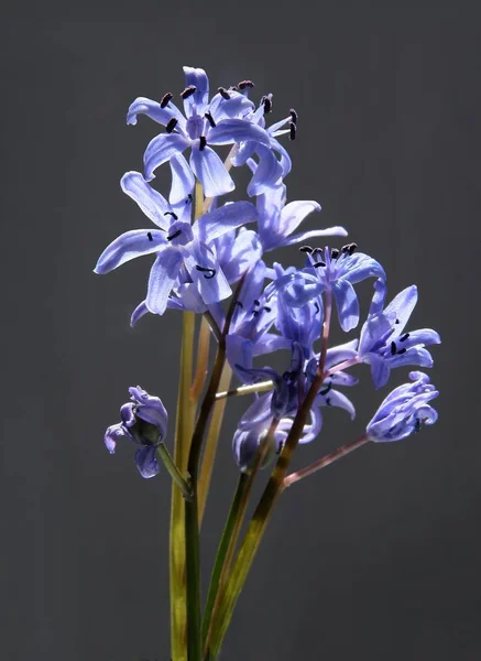 Lila Flowers Scilla Siberica Plant Close — Stock Photo, Image