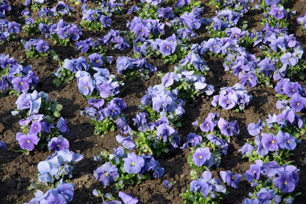 lila pansies in a garden