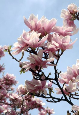 Manolya ağacı çiçeği