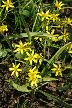 gagea lutea bahar bitki sarı çiçek