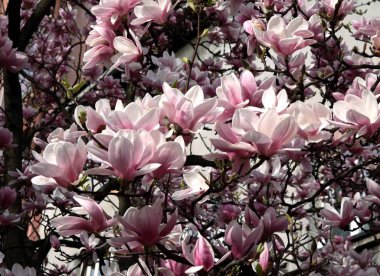 Manolya ağacı çiçeği