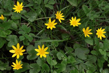 incir buttercup Bahar, çayır üzerinde sarı çiçek