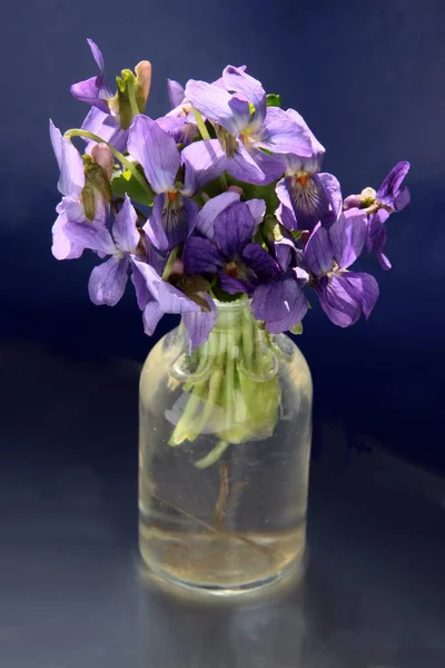Lila Bloemen Van Zoete Violet Plant Het Voorjaar — Stockfoto