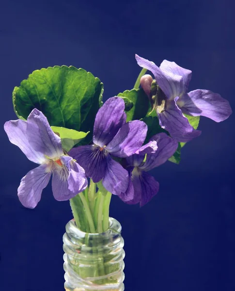 Lila Flowers Sweet Violet Plant Spring — Stock Photo, Image