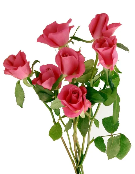 Posy Pink Roses Close — Stock Photo, Image