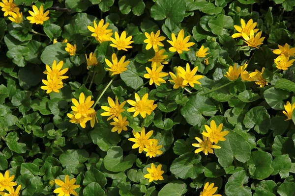 Żółte Kwiaty Rys Jaskier Łące Spring — Zdjęcie stockowe