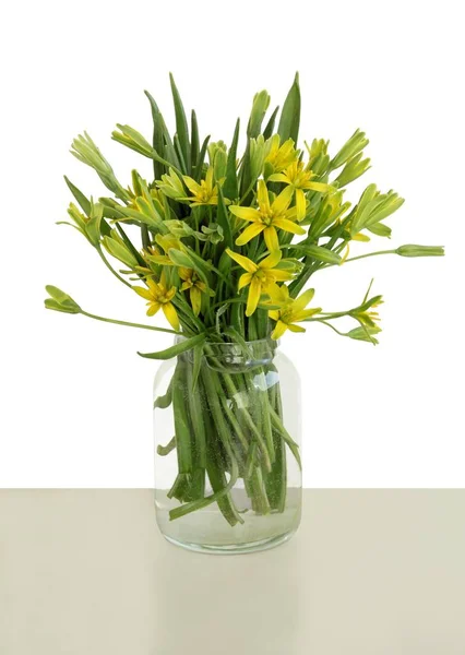 Gele Bloemen Van Geelster Lutea Lente Plant — Stockfoto