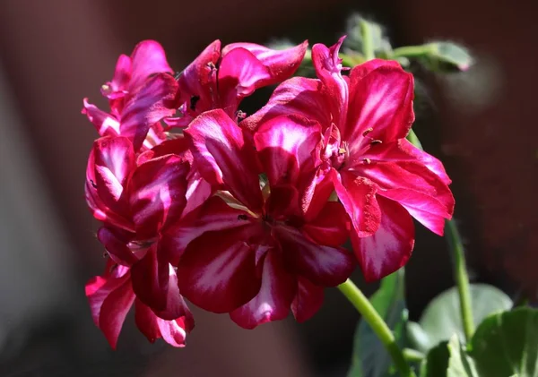 Fialové Červené Květiny Pelargónie Hrnková Rostlina — Stock fotografie