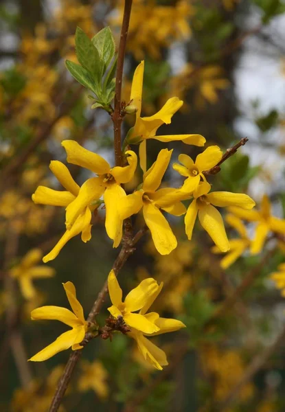 Forsycja Bush Żółte Kwiaty — Zdjęcie stockowe