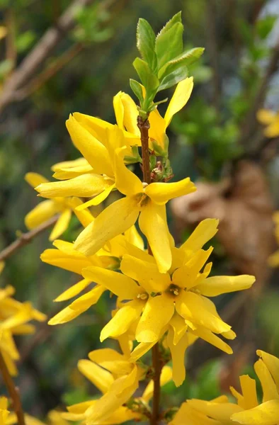 Arbusto Forsythia Con Flores Amarillas — Foto de Stock