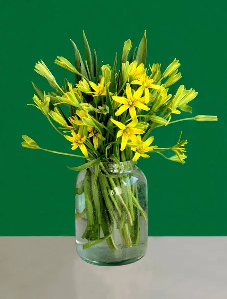 Fleurs Jaunes Gagea Lutea Printemps Plante — Photo