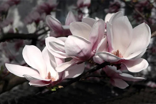 Árbol Magnolia Flor — Foto de Stock