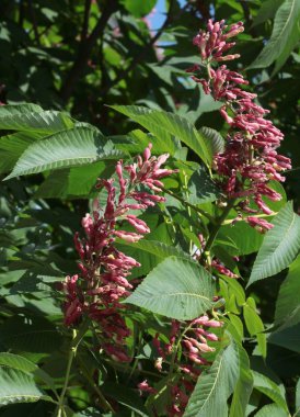 baharda kırmızı kestane ağacının pembe çiçekleri