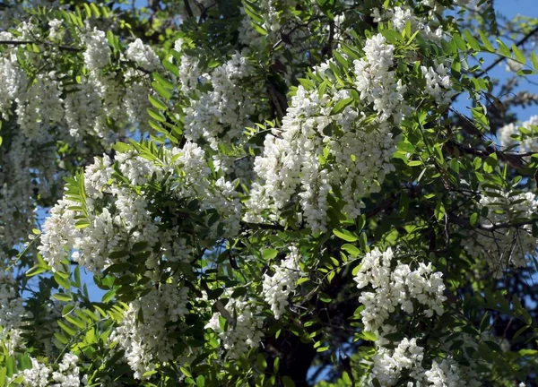 Białe Kwiaty Drzewa Akacjowego Wiosnę — Zdjęcie stockowe